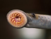sea_lamprey_mouth.jpg