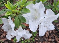 20260221_070318 azaleas a.jpg