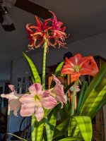 the_last_2026.jpg the_last_2026.jpg