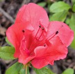 20260222_073604 red azalea.jpg