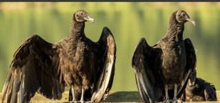 IMG_3323.jpeg IMG_3323.jpeg