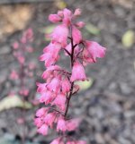 20260302_144806 coral bells 2.jpg
