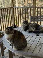 false-spring-small.jpg false-spring-small.jpg