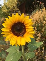 IMG_1555 copy.JPG IMG_1555 copy.JPG