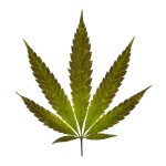 IMG_3416.jpeg IMG_3416.jpeg