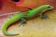 Gold-Dust-Day-Gecko.jpg