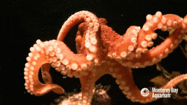 IMG_3774.gif IMG_3774.gif