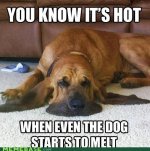 melting bloodhound.jpg