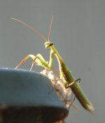 Praying Mantis.jpg