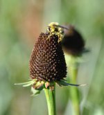 Coneflower Bee (reduced).jpg
