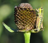 Grasshopper (reduced).jpg