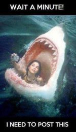 6728364-funny-shark-myspace-pic.jpg