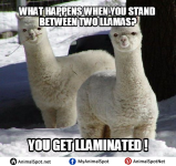 Llama-Memes.png