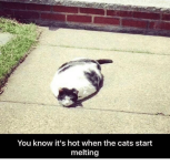 you-know-its-hot-when-the-cats-start-melting-3149376.png