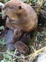 cute-beavers-20-626b95658a7df__700.jpg