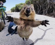 quokkahug.jpg