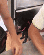 funny-animals-dog.gif