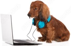 Dachshund laptop.jpg