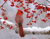 cardinal-winter.jpg