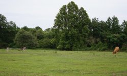 DD80C311-1CA1-40E8-A86C-B6FF97BD92F5.jpeg DD80C311-1CA1-40E8-A86C-B6FF97BD92F5.jpeg