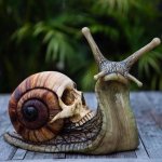 snail.jpg