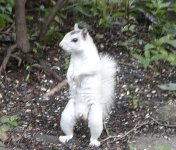 white squirrel.jpg white squirrel.jpg