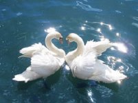 swans 2.jpg swans 2.jpg