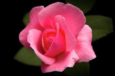 pink-rosebud-fotografa-y-contenido.jpg