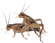 crickets-icegif[1].gif