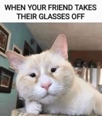 cat-friend-takes-their-glasses-off-er.jpeg