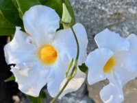 IMG_2280.jpeg