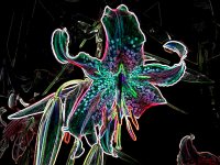 sIMG_0129Glowing Edges.jpg