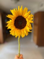 single-sunflower-768x1024.jpg