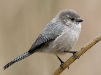 bushtit resize.jpg bushtit resize.jpg