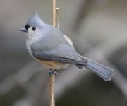 titmouse resize.jpg titmouse resize.jpg