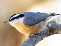 red breasted nuthatch resize.jpg red breasted nuthatch resize.jpg