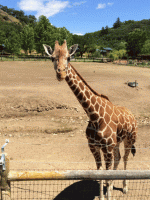 Giraffe.gif