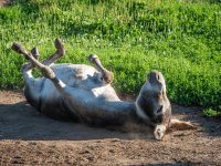 young-donkey-rolls-on-ground-600nw-2174717221.jpg