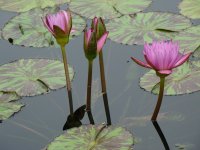 Waterlilies.jpg