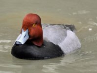 Red=Head-Duck.jpg