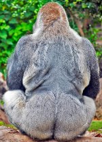 back-of-gorilla-male.jpg