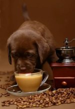 dogdrinkingcoffee-561x806.jpg