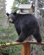 Bear-With-Bird-Feeder.jpg