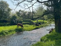 codbeck cows (1).jpg