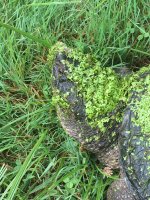 1719444805827.jpeg 1719444805827.jpeg