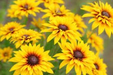 black eyed susans.jpg