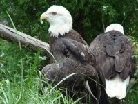 JaxZooResize (3).jpg