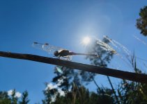 IMG_1617.jpeg IMG_1617.jpeg