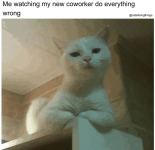 watching-my-new-coworker-do-everything-wrong-catsdoingthings.png