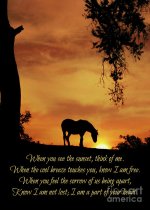 beautiful-spiritual-horse-sympathy-poem-tribute-memorial-stephanie-laird-1.jpg